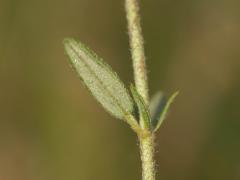 leaf, underside